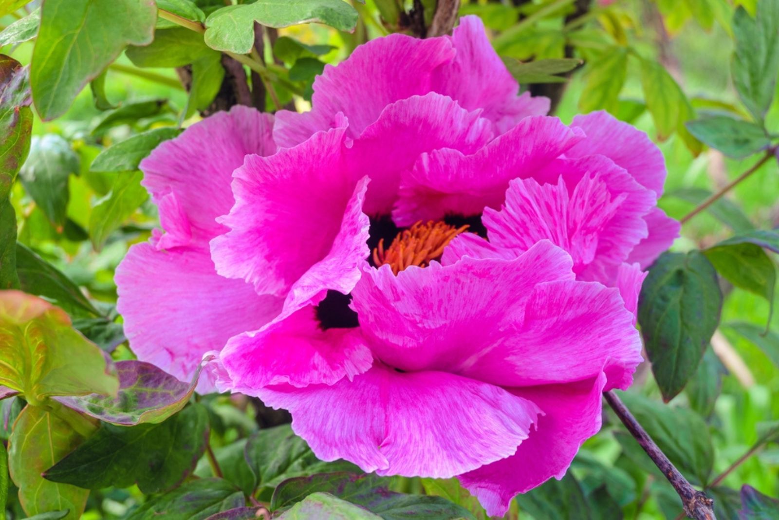 pink peony