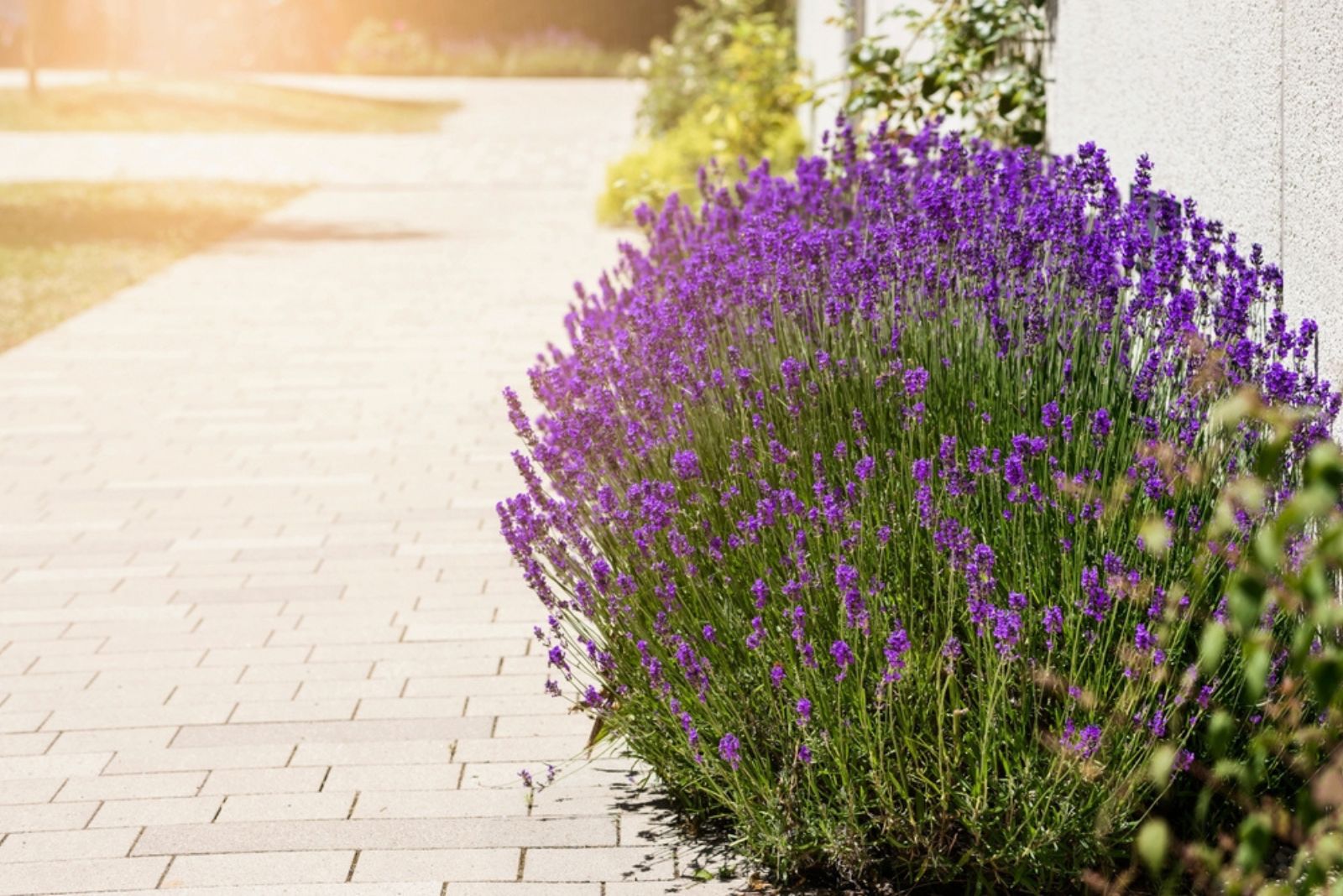 Lavender Flower Bush