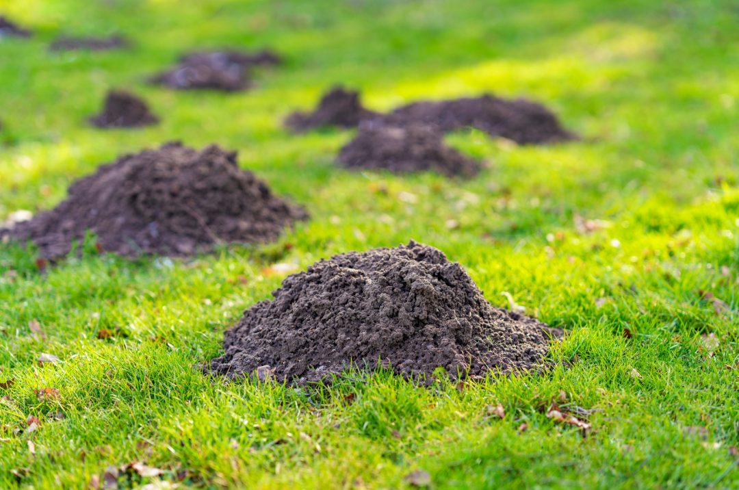 6 Ways To Deter Moles And Keep Them Out Of Your Yard