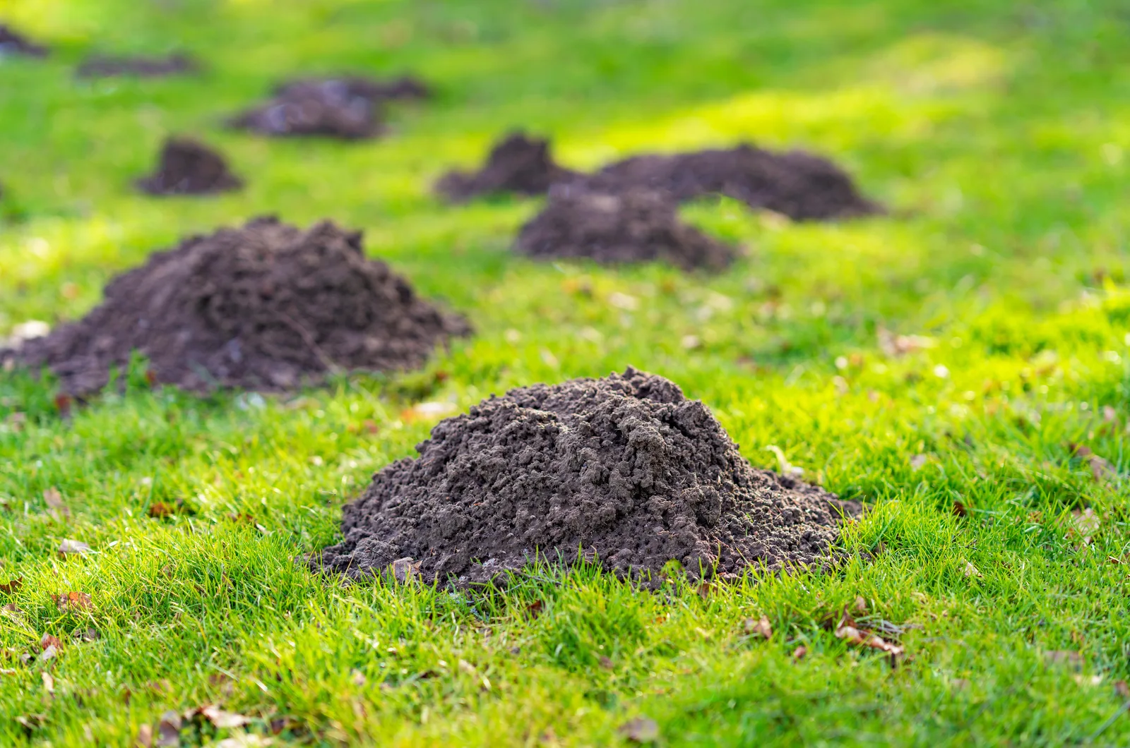 Lawn in the garden with mole hills