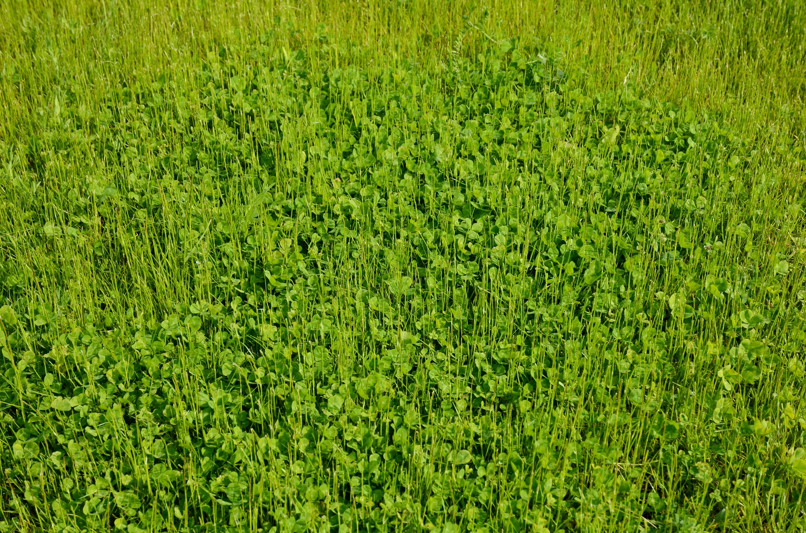 Lawn microclover variety