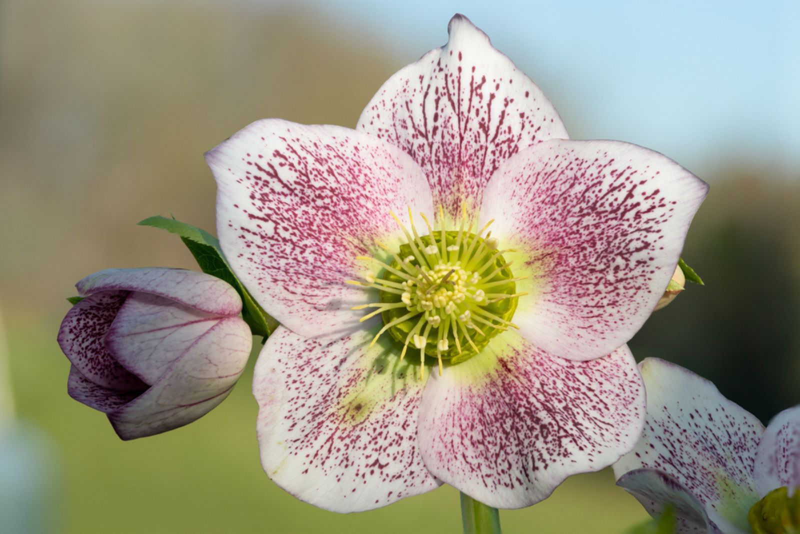 Lenten Rose