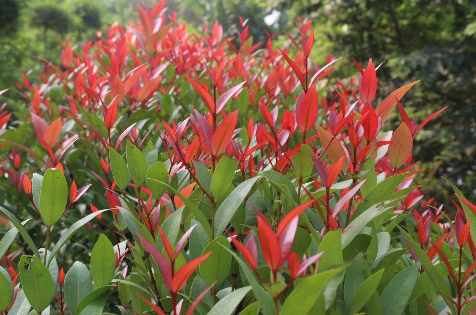 Leucothoe shrub