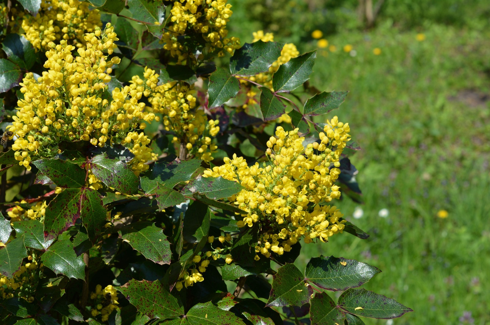 Mahonia shrub