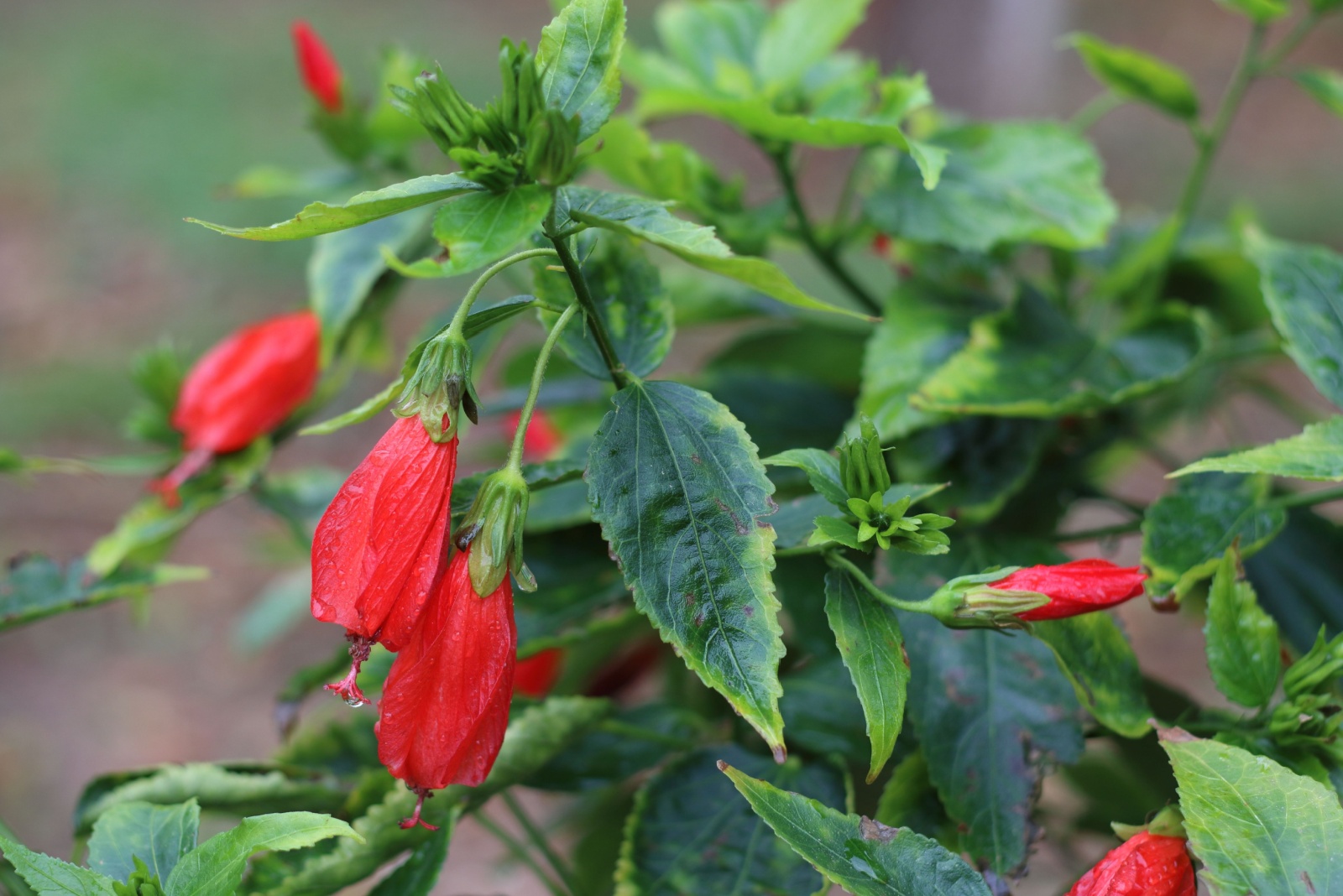 Malvaviscus Arboreus