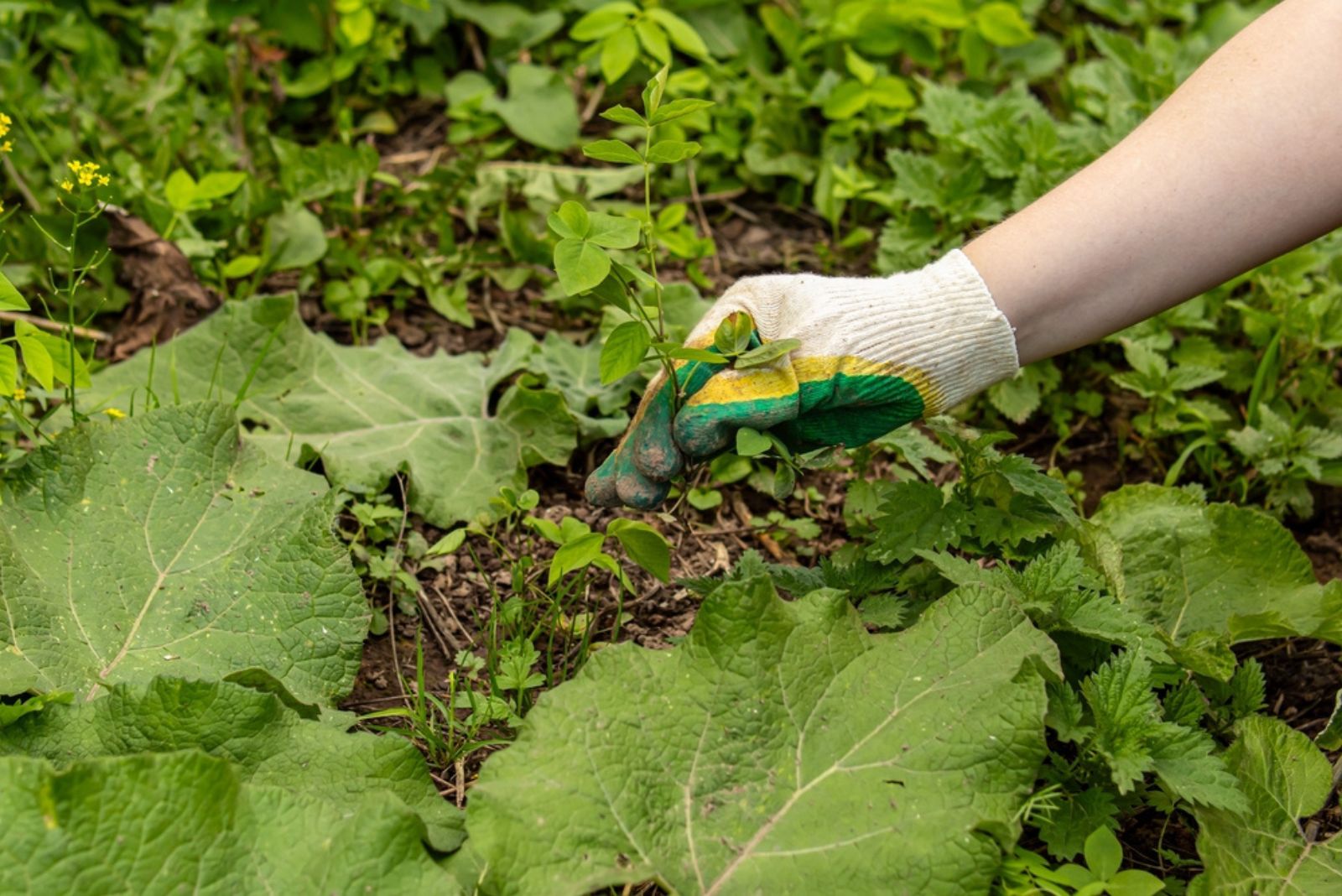 Man in gardening gloves pulls out weeds from garden