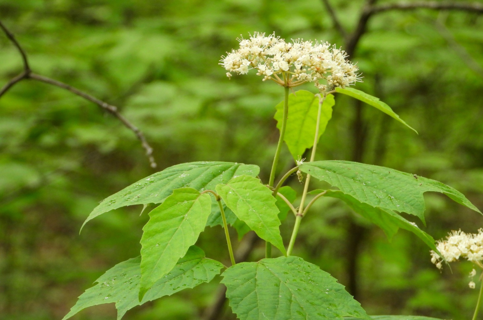 Maple-Leaved Viburnum