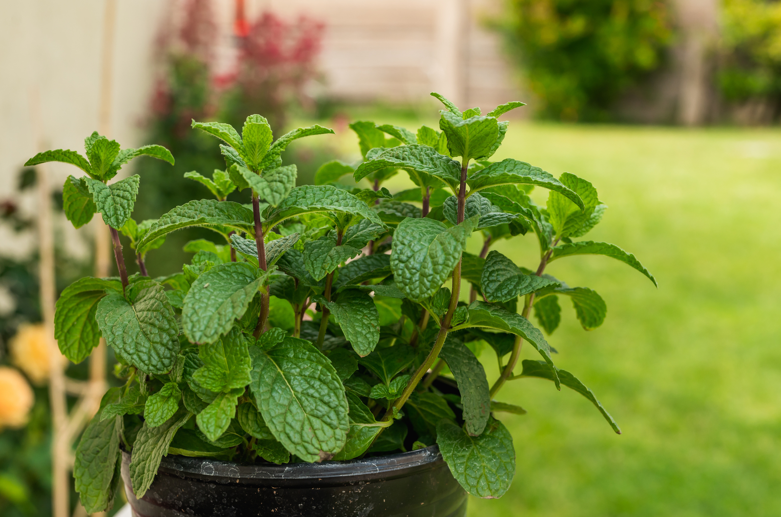 Mint plant in pot in the garden