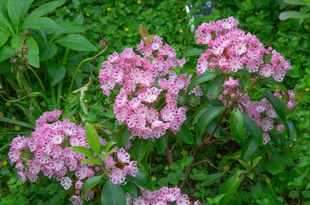 Mountain Laurel