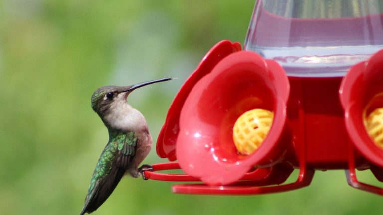 hummingbird with nectar