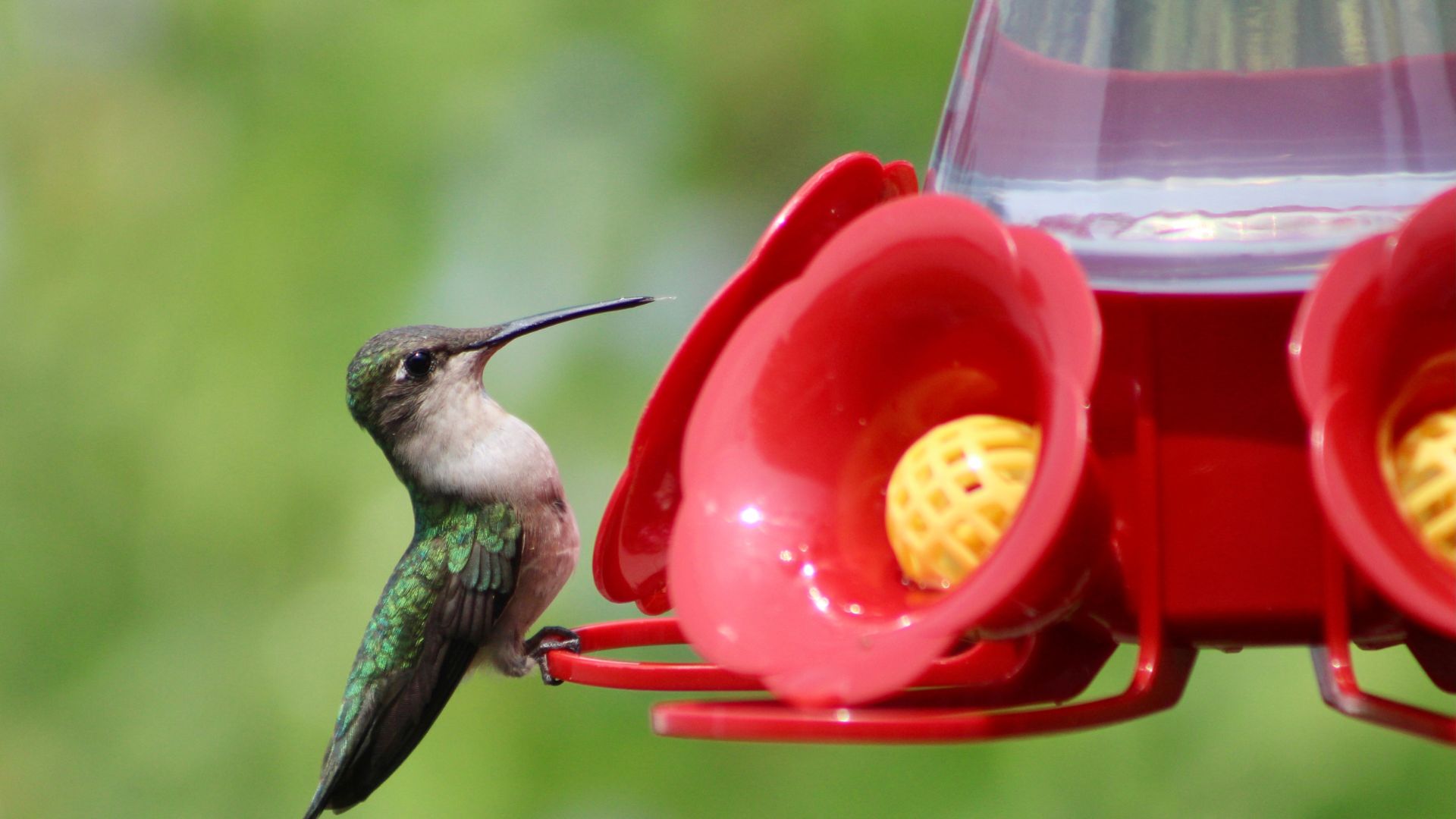 Never Add This Ingredient To Your Hummingbird Nectar