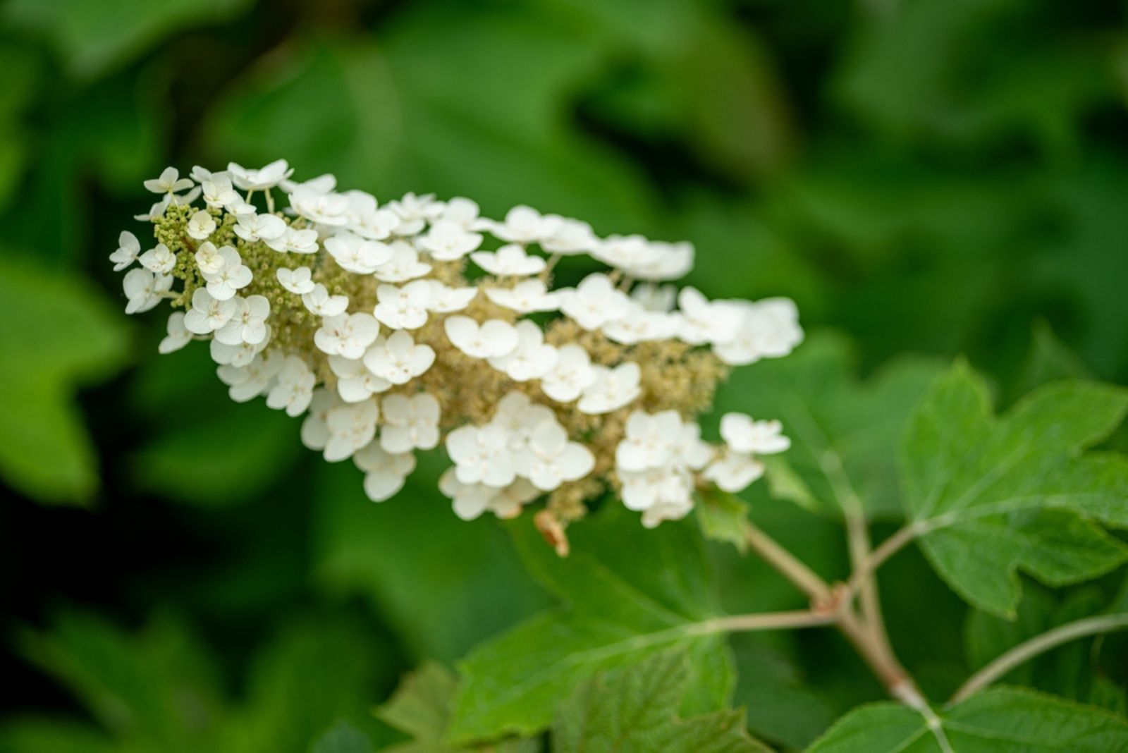 Oakleaf Hydrangea