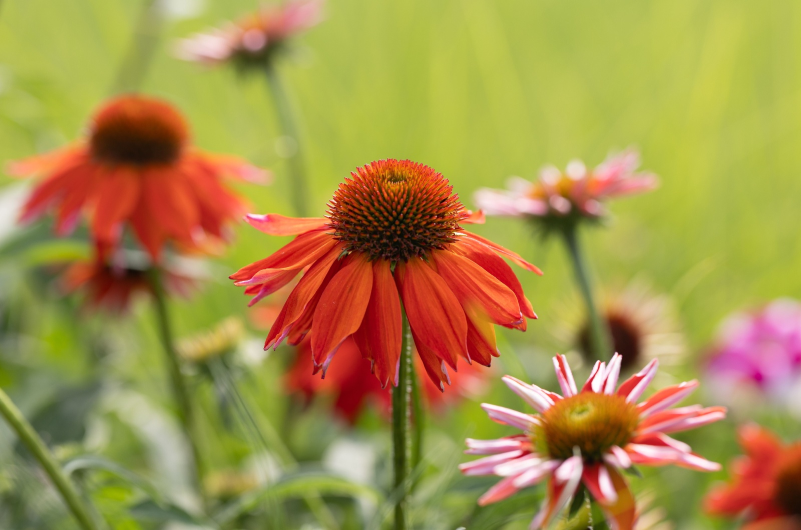 Orange Coneflower