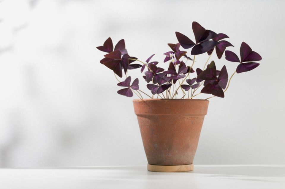 10 Indoor Plants That Flower All Year Round For Everlasting Beauty