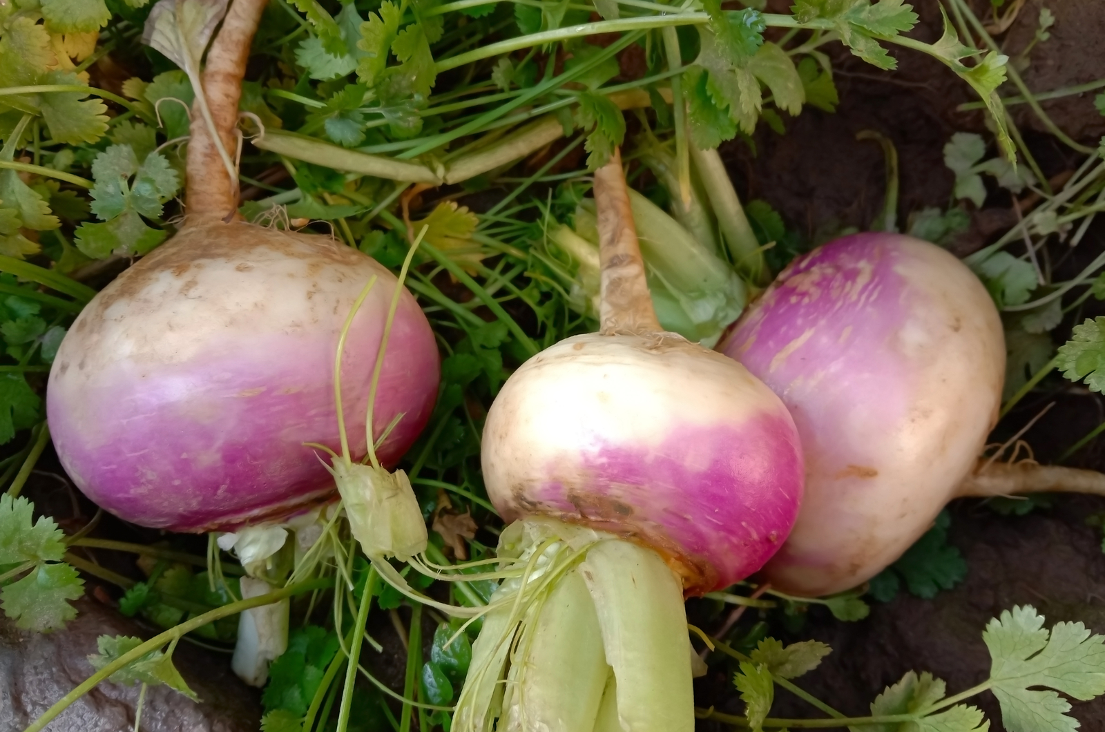 Photo of fresh turnip