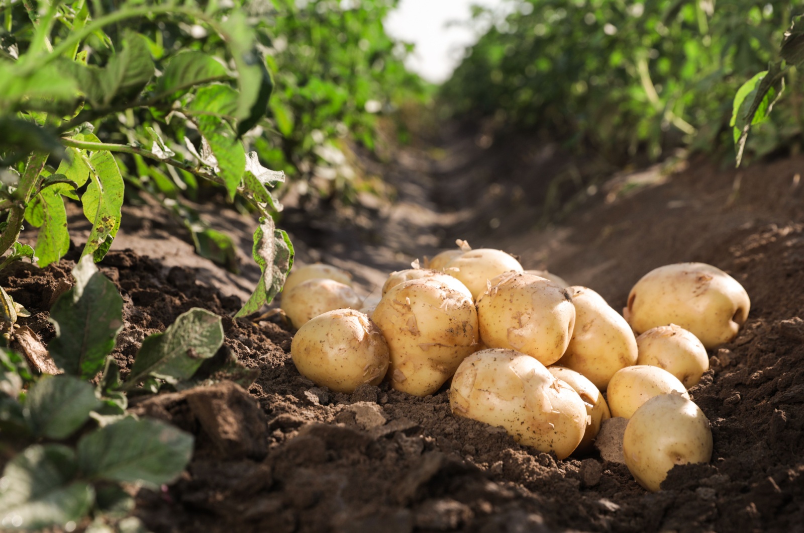 Pile of ripe potatoes on ground in field