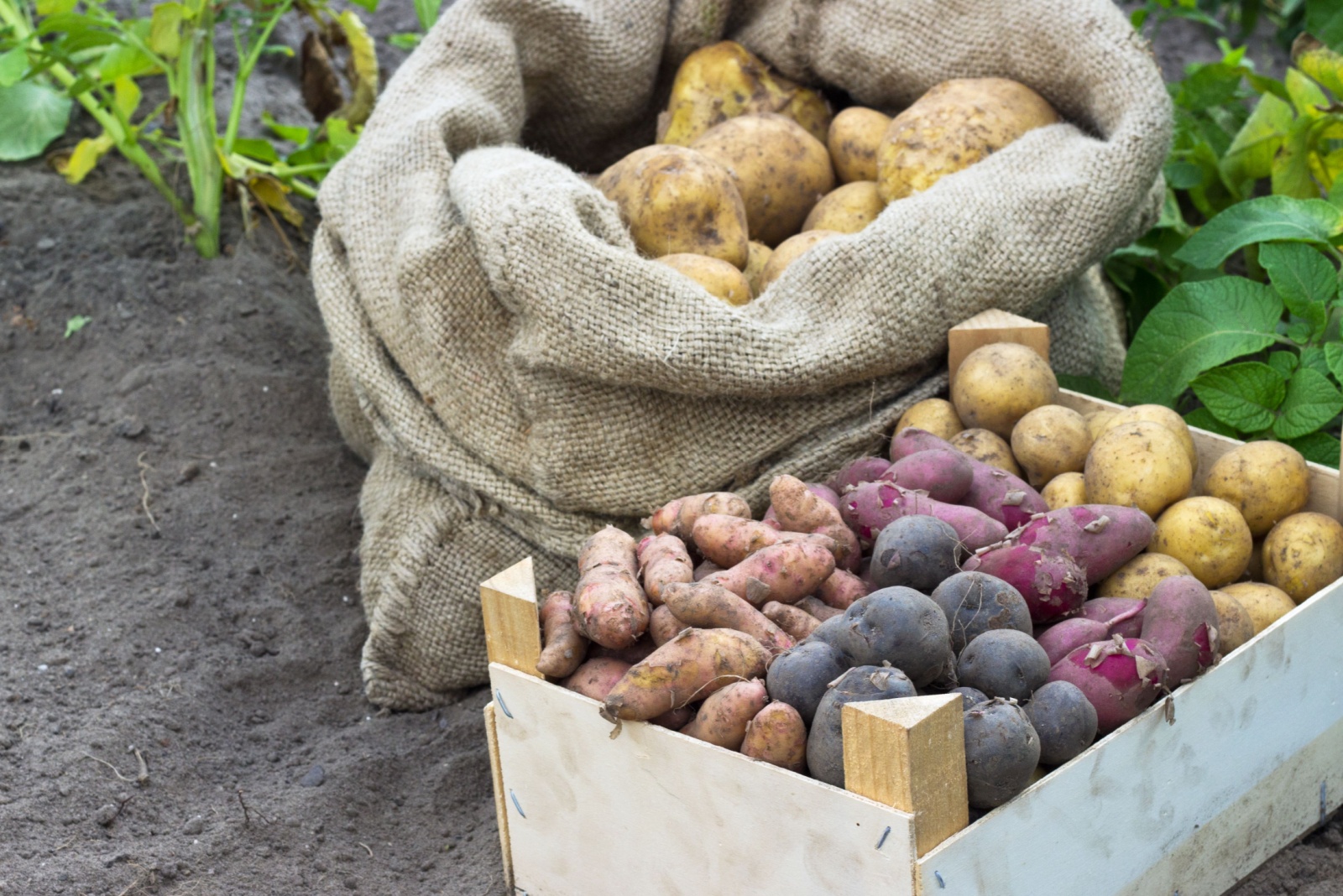 Potato Variety