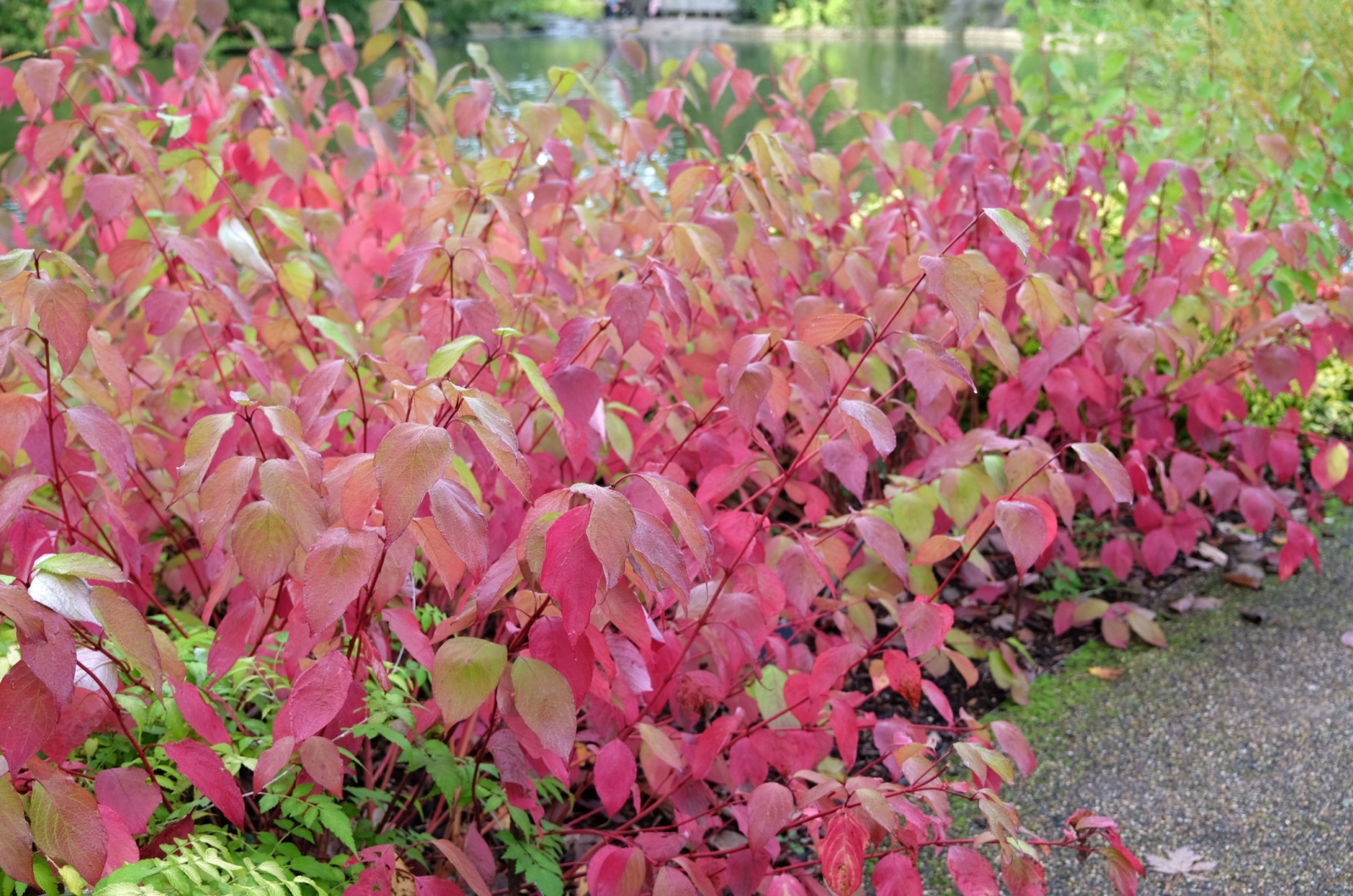 Red-Twig Dogwood