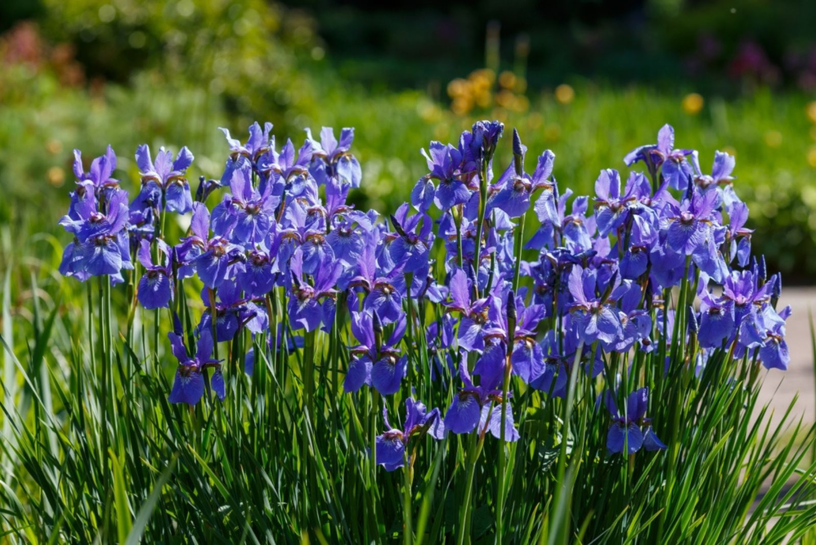 Siberian Iris