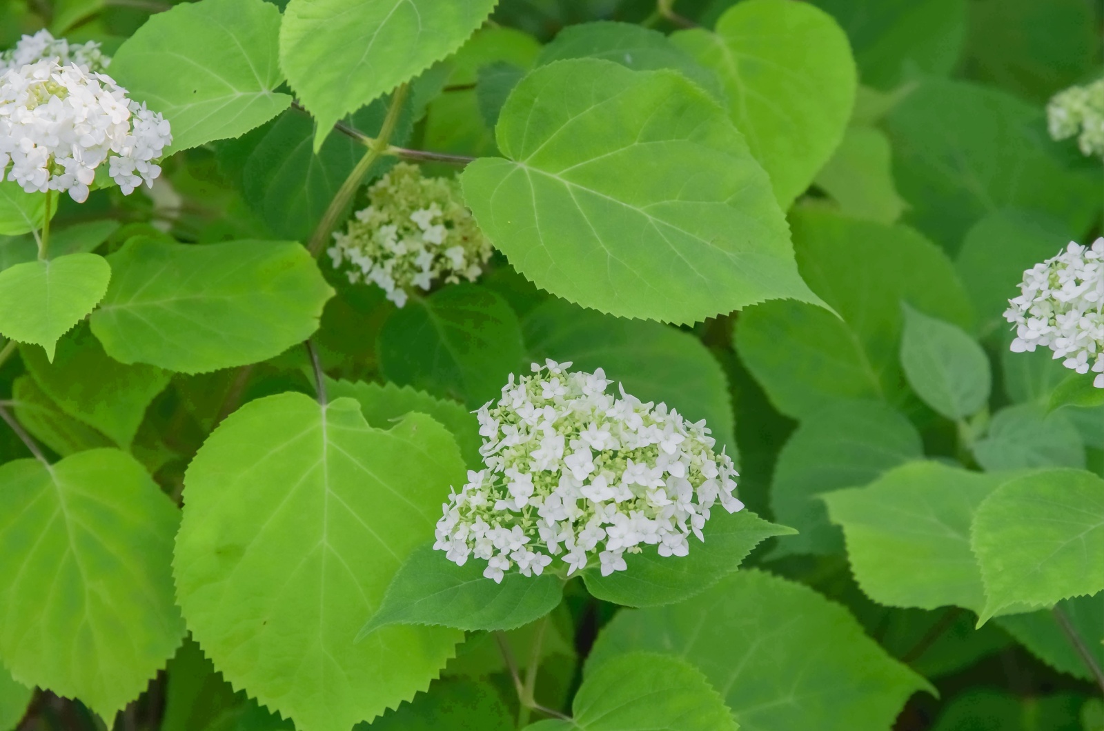 Silver-Leaf Hydrangea