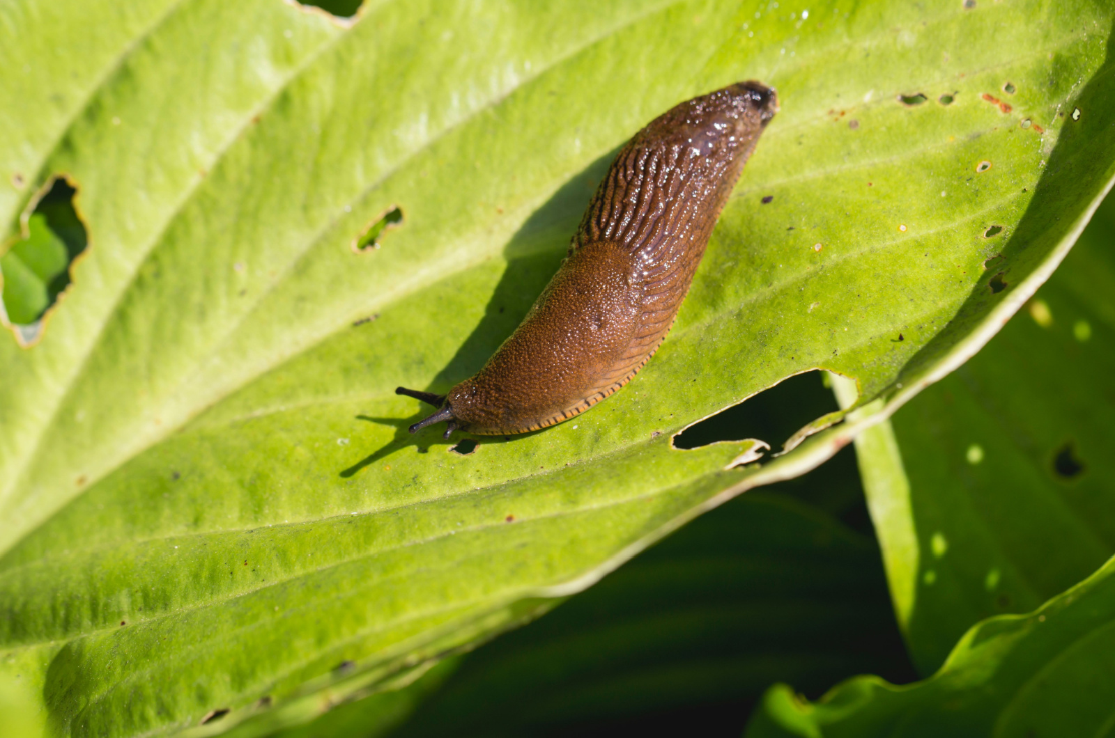 Slug on the leaf