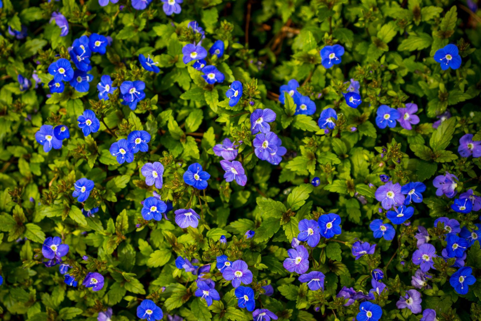 Speedwell ‘Georgia Blue’