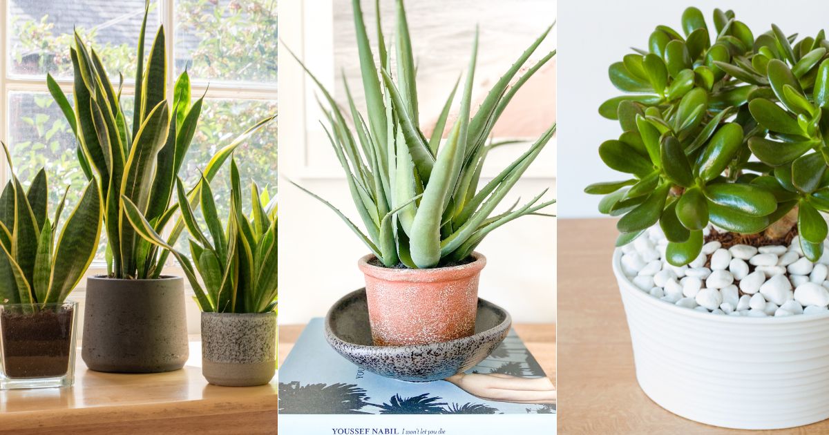 Succulents That Produce Oxygen While You Sleep
