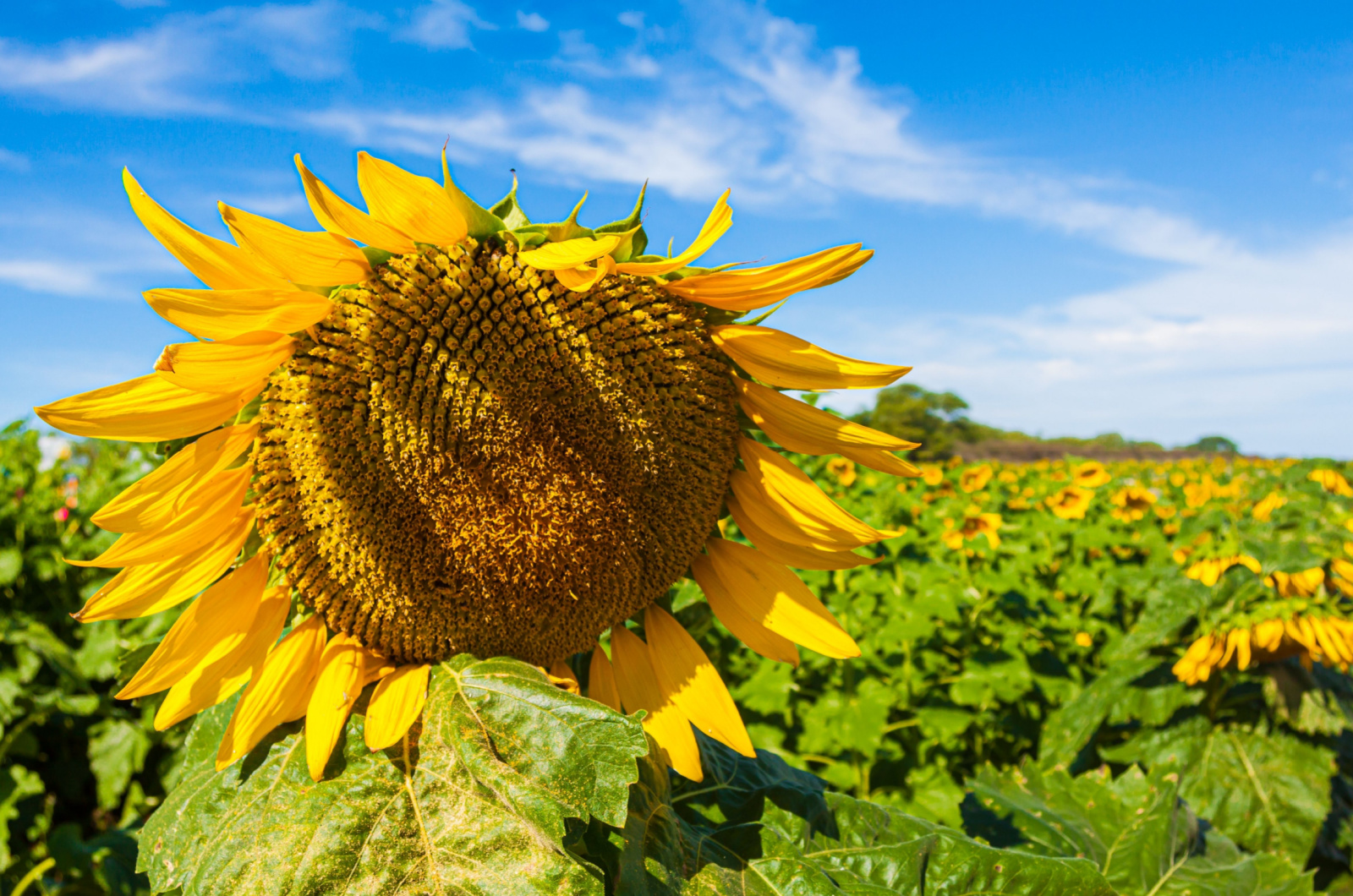 Sunflower ‘American Giant’