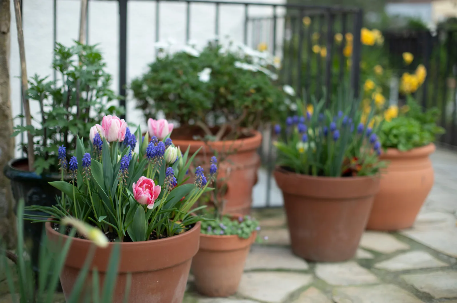 Terracotta pots and flowers