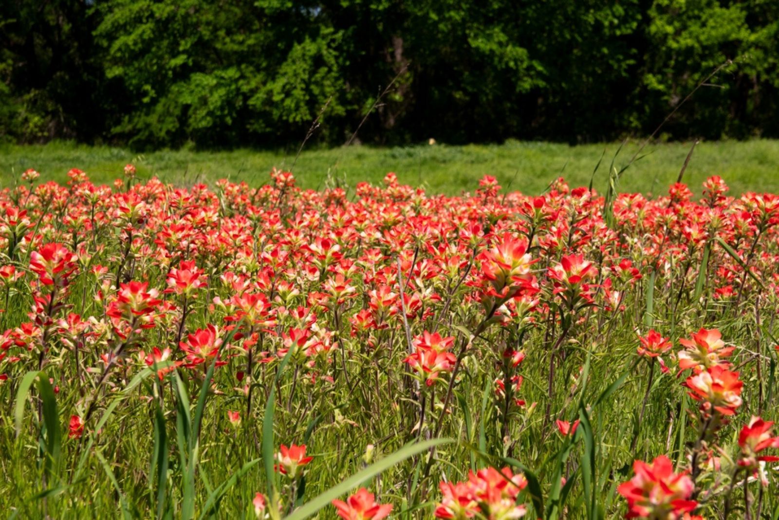 Texas Indian Paintbrush