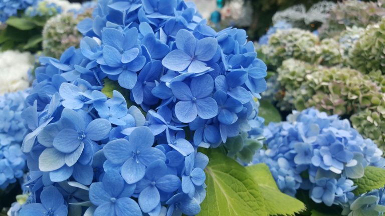 Blue bush hydrangea
