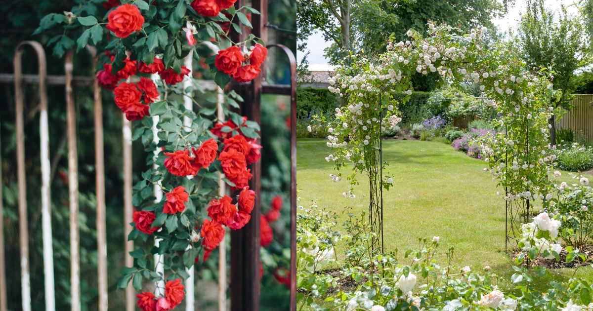 The Rambling Rose Is The Easiest Variety To Grow