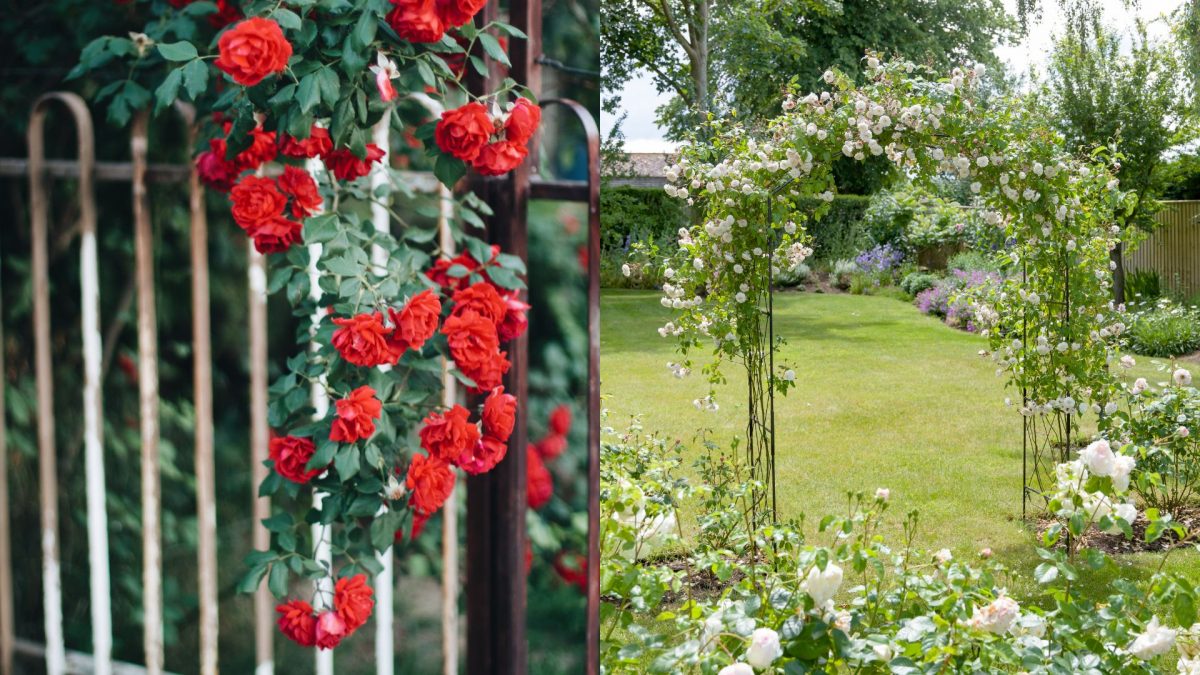 The Rambling Rose Is The Easiest Variety To Grow