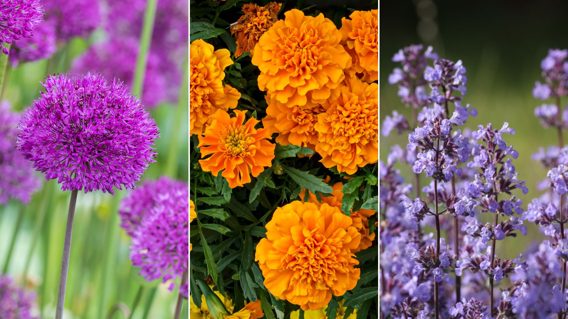 These 10 Pest-Repellent Plants Will Keep Bugs Away From Your Yard