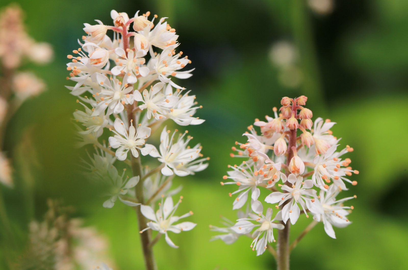 Tiarella cordifolia