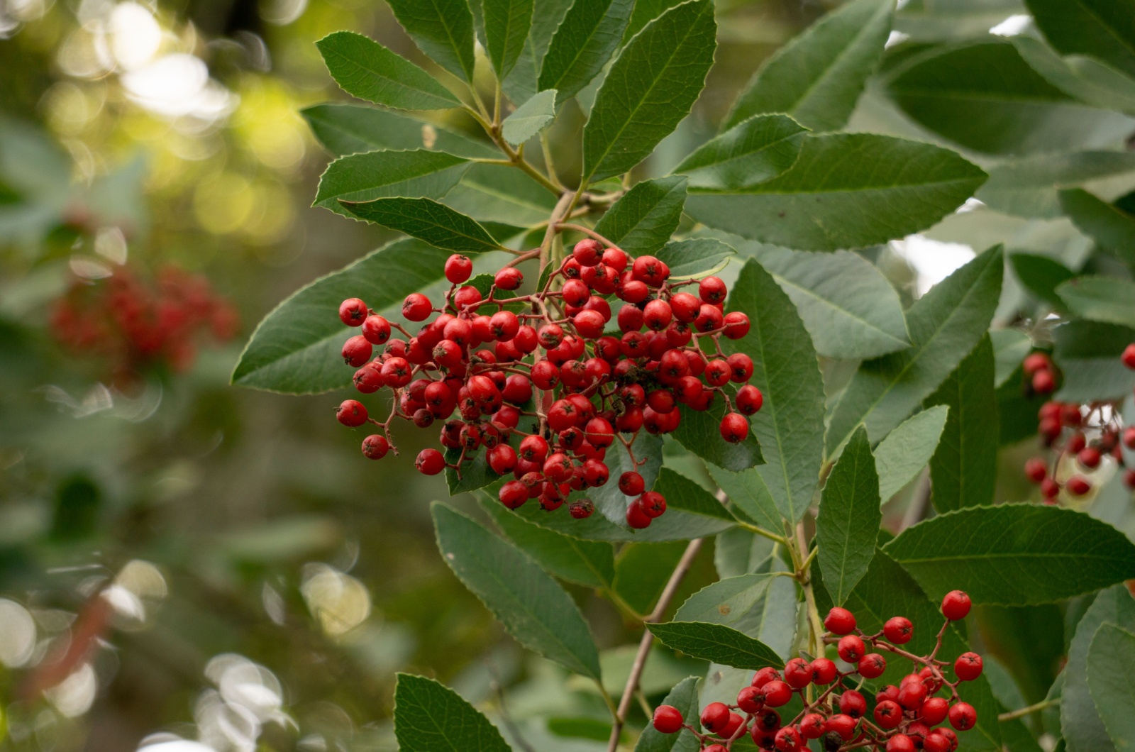 Toyon with red berries