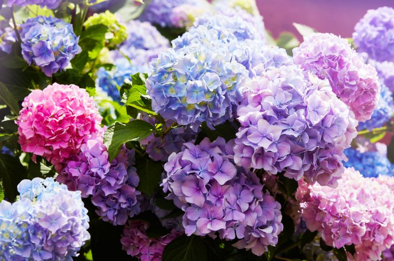 The New Pop Star Hydrangea Is Exactly What Your Garden Needs