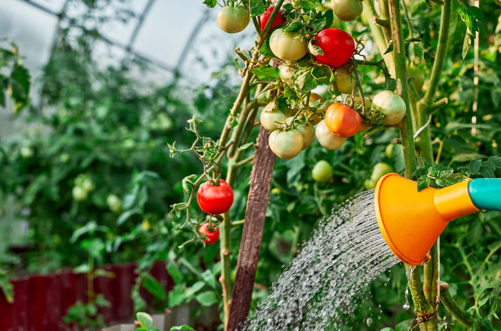 Watering the tomatoes