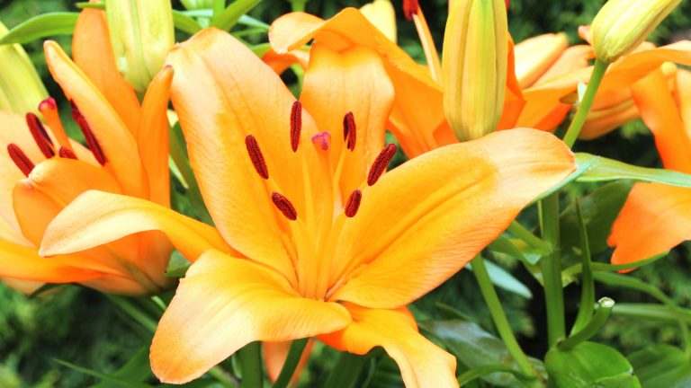 beautiful daylilies flower