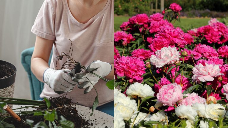 woman transplanting peony