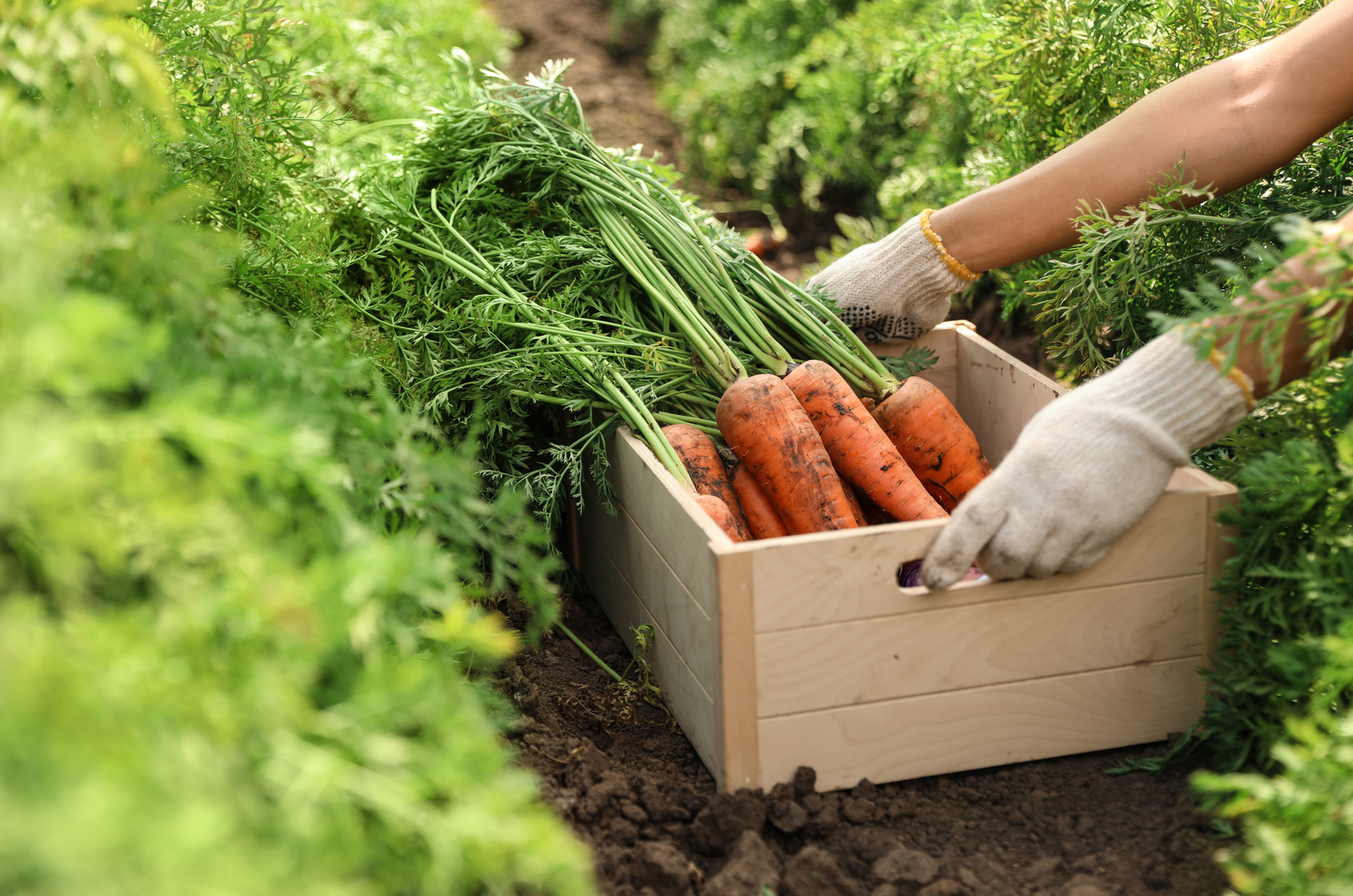 Woman holding wooden crate of fresh ripe carrots on field