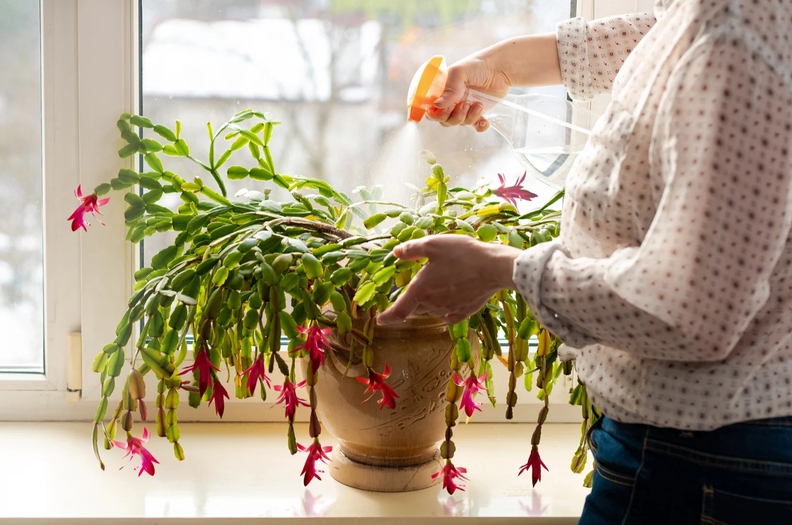 Woman spraying christmas cactus with water