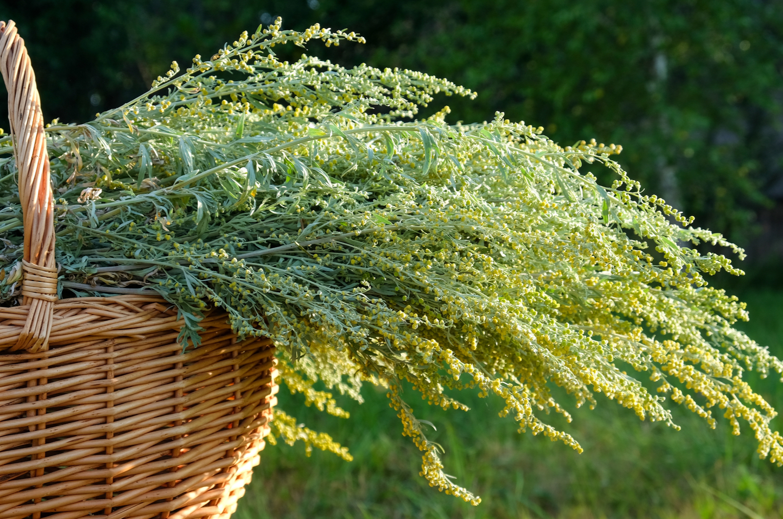Wormwood Leaves And Flowers in a basket