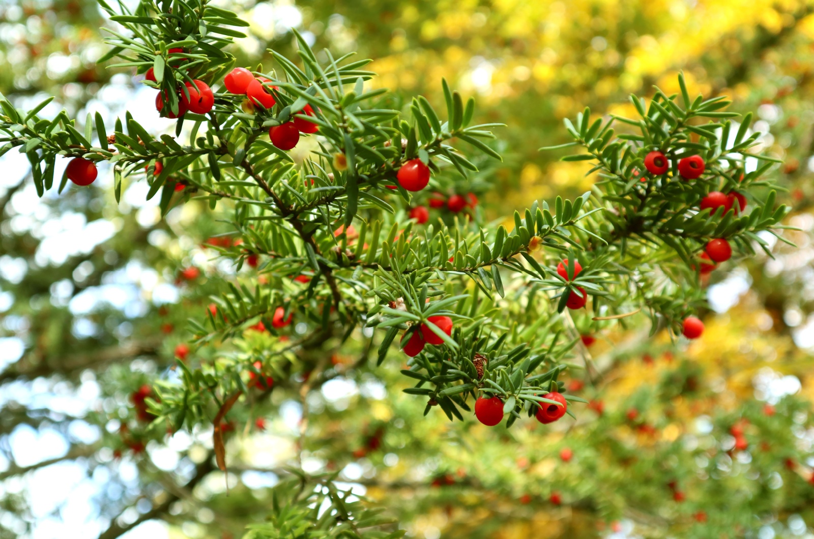 Yew Tree with berries