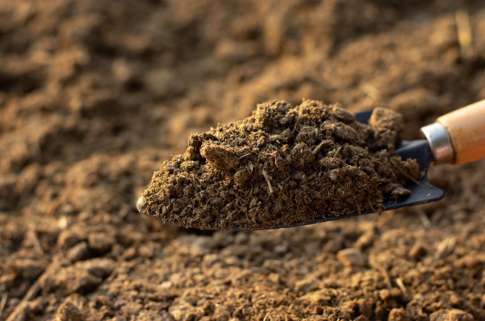 animal manure on a shovel