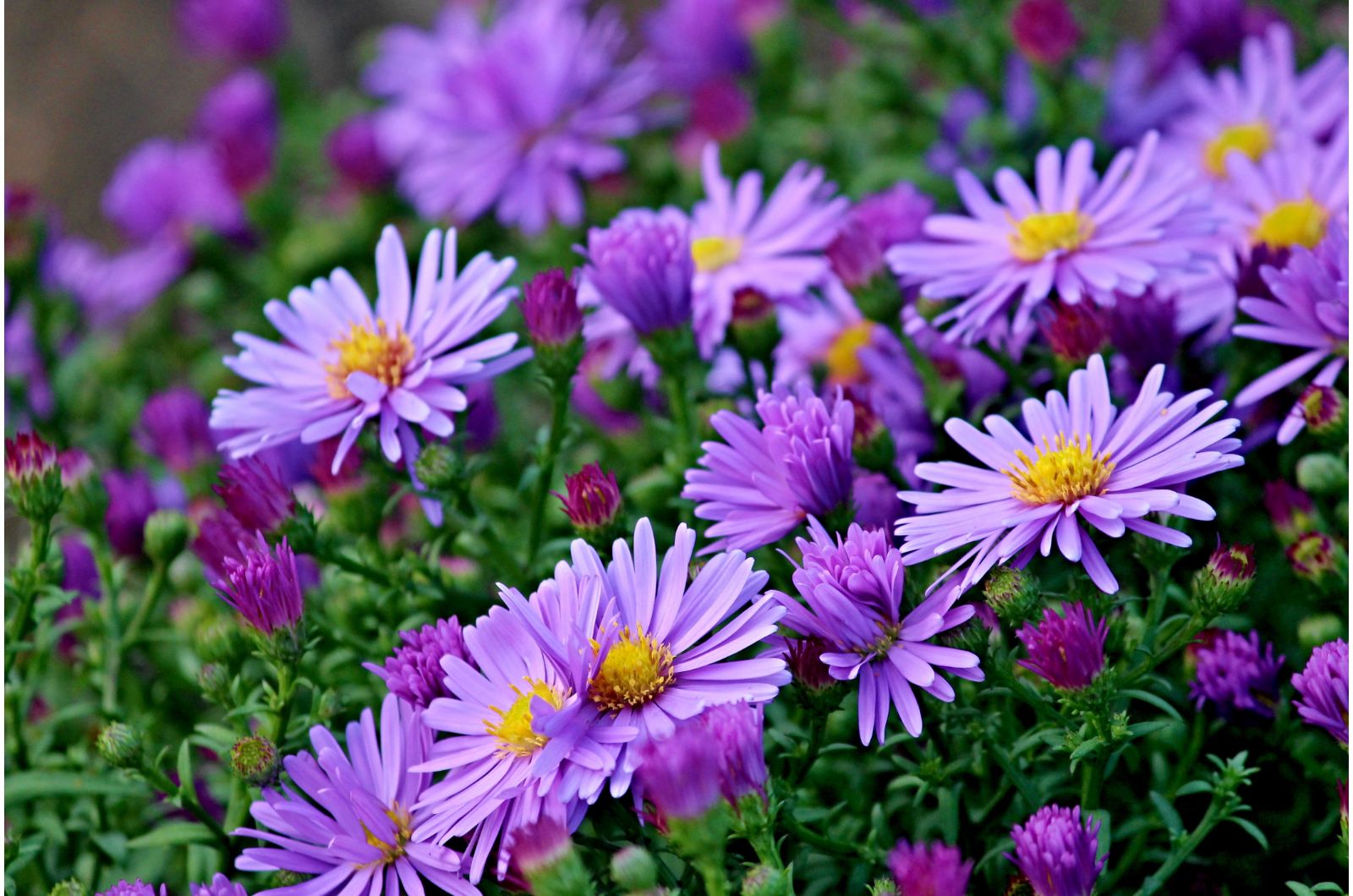 purple aster blossom