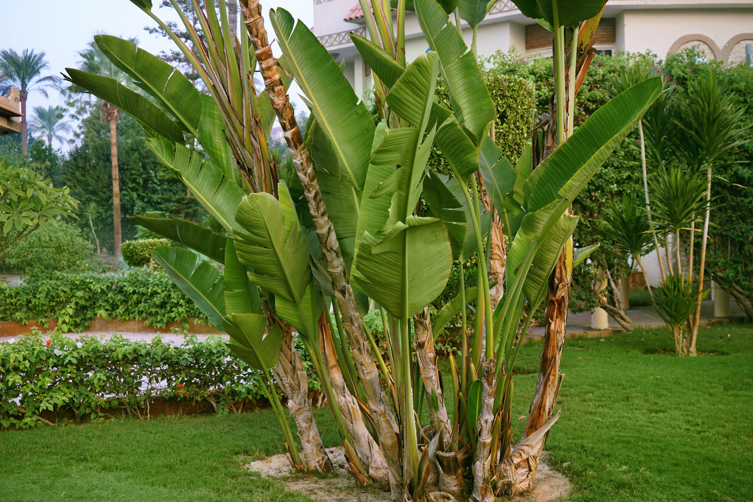 banana plant in the yard