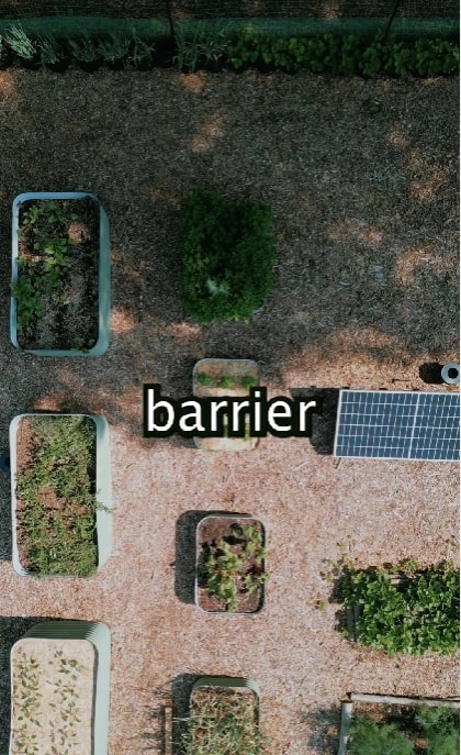 basil barrier in a garden
