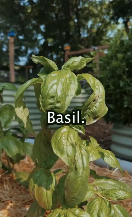 basil plant in a garden