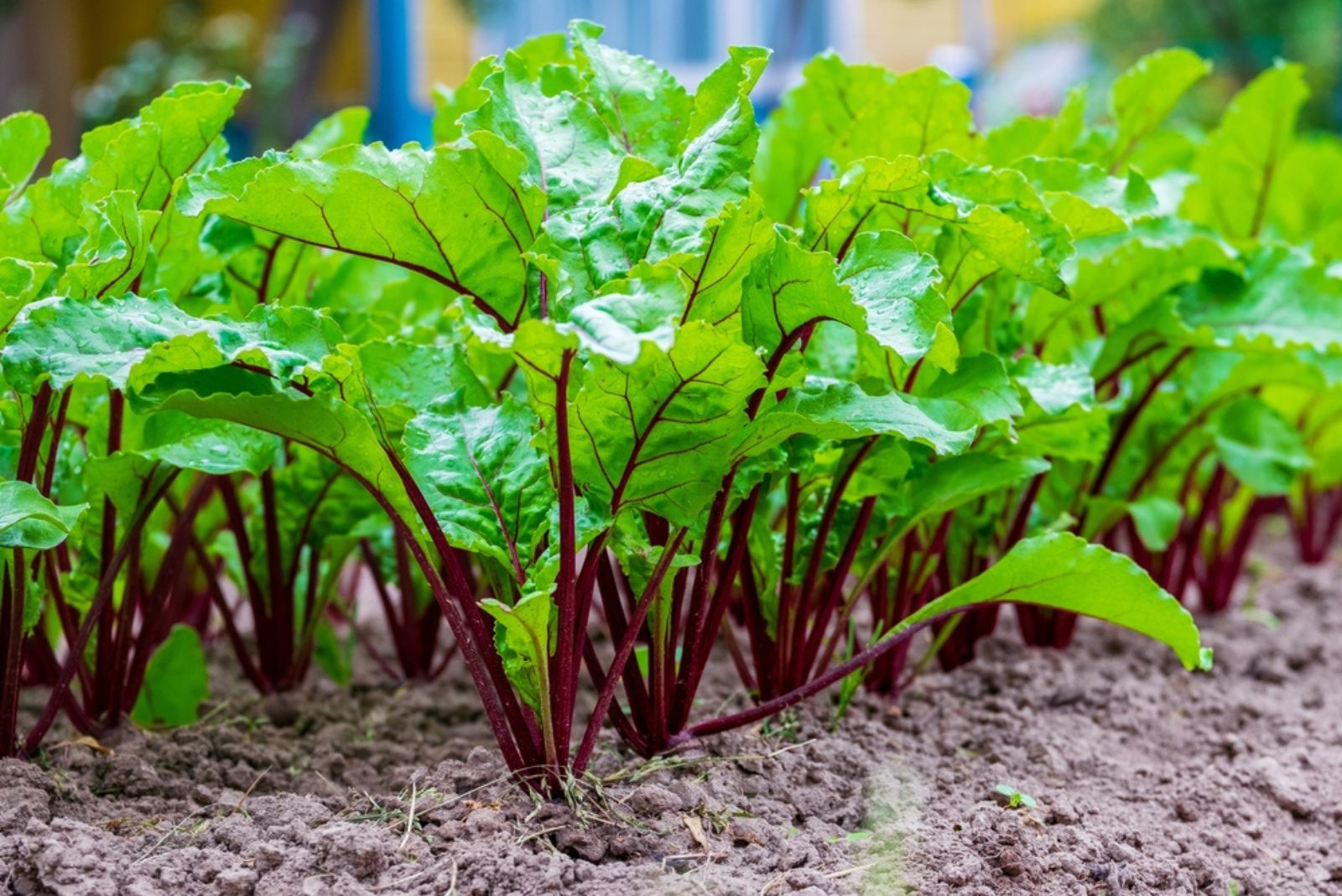 beetroot leaves